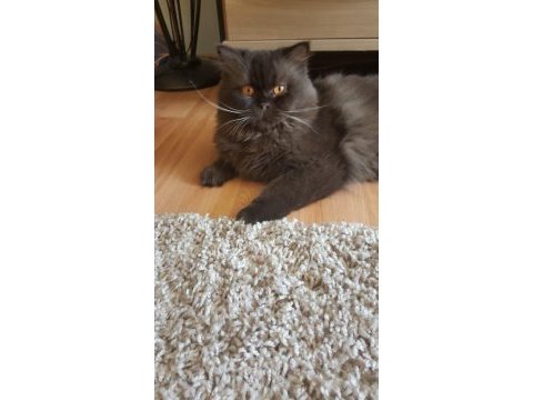 British longhair