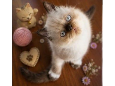 Safkan exotic shorthair bebekler