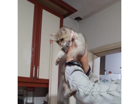 Güzel kızımız yeni yuvasını arıyor british shorthair