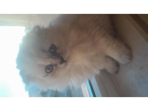 Coco dişi british longhair