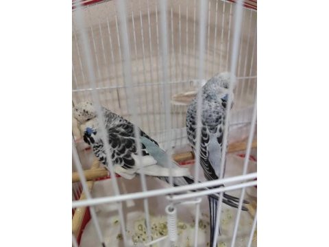 Show jumbo yavru muhabbet kuşu