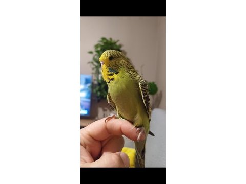 Yavru muhabbet kuşu show jumbo
