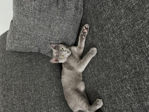 5 aylık gri british shorthair