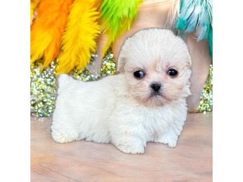 Maltese terrier çok sevimli yavrular