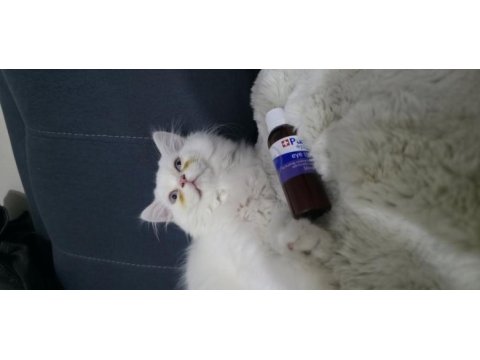 3 aylık erkek şivava
