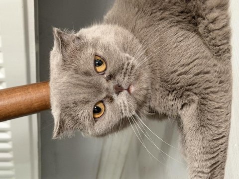 Scottish fold kedisi