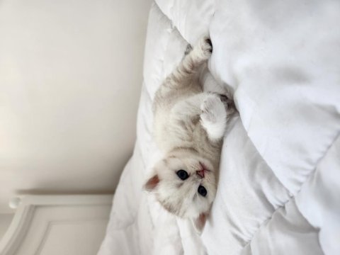British shorthair yavrular
