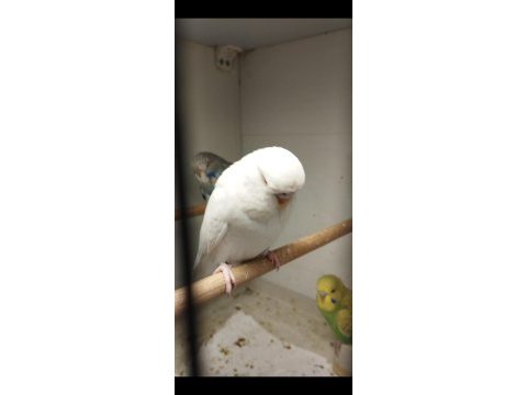 Yeni yem yemeye başlayan muhabbet kuşu bebekler