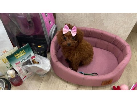 Süper kalitede poodle sağlık garantili güvenilir