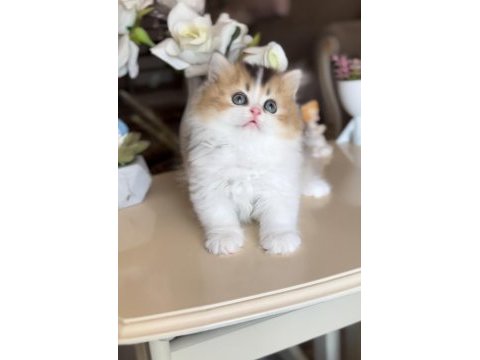 British longhair bicolor dişi yavru ny2533