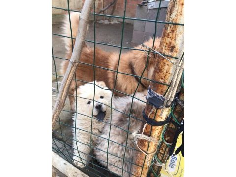 Ayı surat chow chow yavruları
