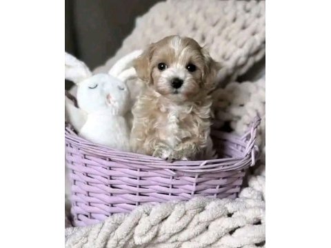 Maltipoo yavrularımız