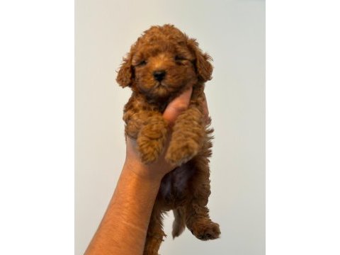 Kaliteli renklerde uygun poodle