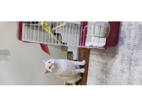 Red point british shorthair