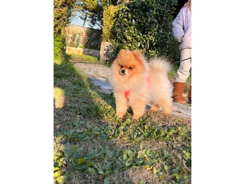 Pomeranian oğlumuz yeni eş adaylarını aramaktadır