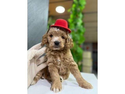 Maltipoo bebekleri