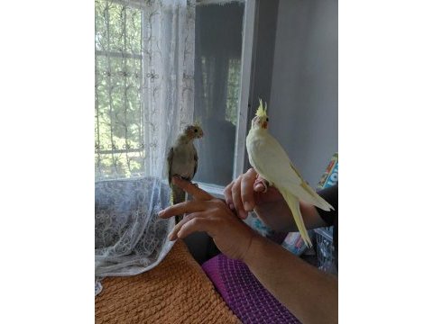 Sağlıklı sultan papağanı