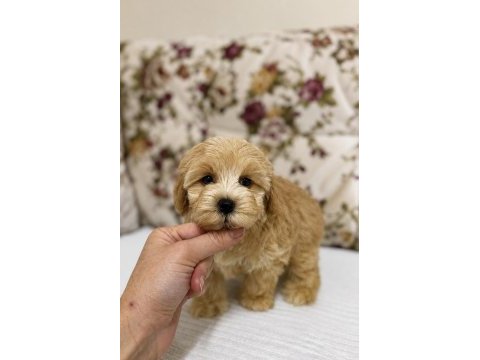 Sütlü kahveli küt burun maltipoo kızımız