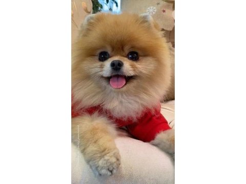 Sağlıklı pomeranian boo köpekler