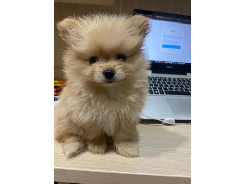 Pomeranian boo erkek dosta gider fp