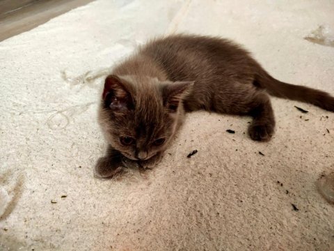 Moka ya yuva arıyoruz british shorthair