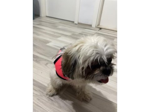 Çok uysal çok akıllı dişi shih tzu