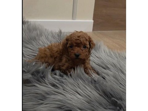 Özel toy poodle yavrular  veteriner kontrollü