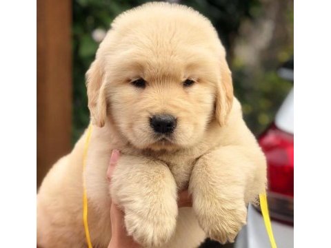 Golden retriever yavrularım