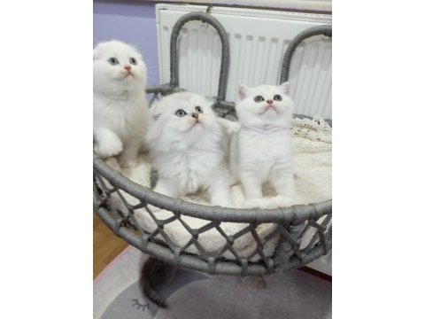 Silver chinchilla rengi safkan yavrular