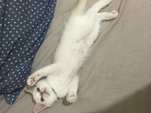 Yavru british shorthair kızım