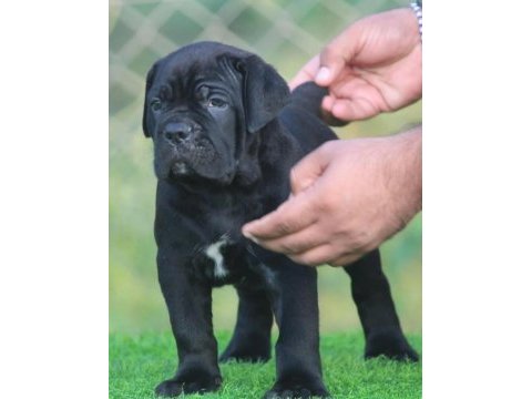 Son derece sağlıklı ve kaliteli cane corso bebekler