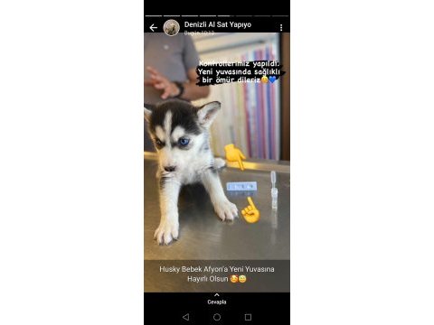 Show clas sibirya kurdu husky yavrular 2 erkek dişi