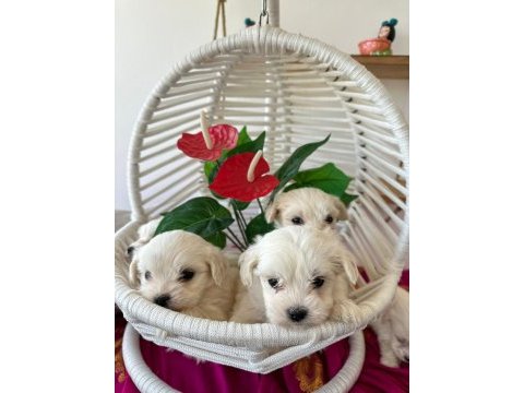 Maltese teriyer