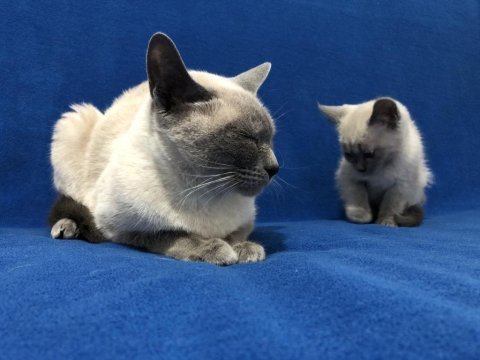 Siyam kedisi anne ve oğlumu sahiplendirmek istiyorum