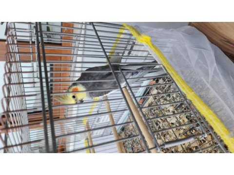 Ele kola alışık tam bir maskot sultan papağanı