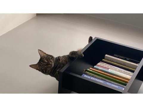 2.5 yaşında kısır dişi tekir