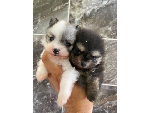 Teacup orjinal pomeranian yavrular