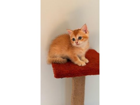Altın sarısı golden british shorthair kızım