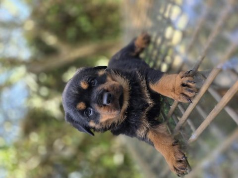 Safkan şecereli soydan rottweiler yavrular