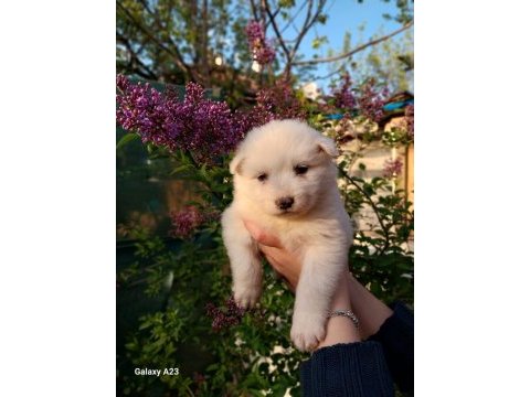 Bir-birinden güzel rus samoyed yavrular