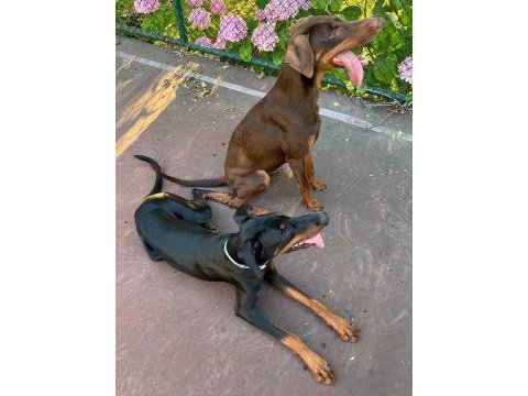 İstanbul yeni doğacak safkan doberman yavruları