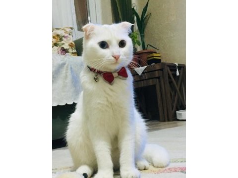 Scottish fold kedimize eş arıyoruz