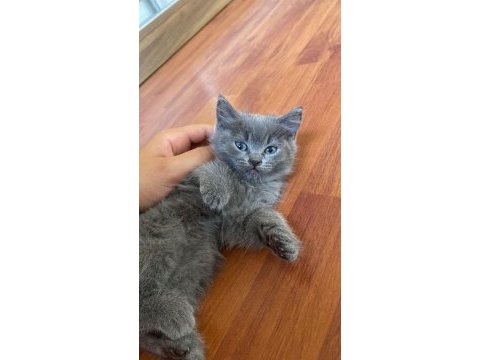 2 dişi 3 erkek yavrularımız ilanda british longhair