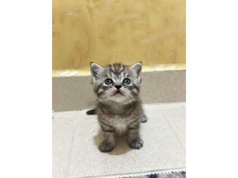 Chinchilla 1 buçuk aylık bebekler