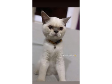 3,5 aylık erkek british shorthair