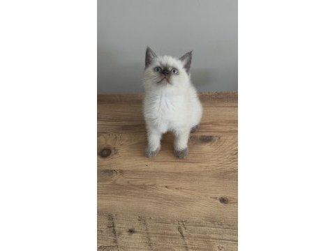 Chocallate point british shorthair yavrumuz