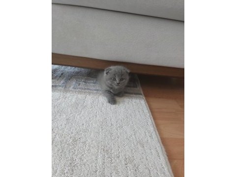 2 haftalık british longhair yavru