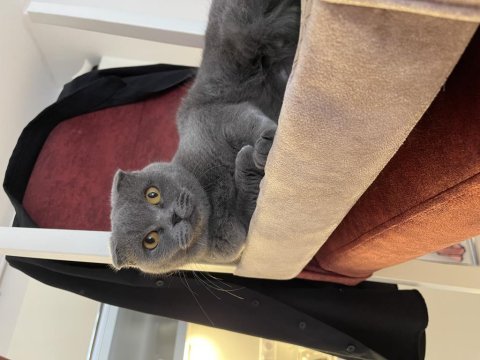 Çipli aşı karneli kimlikli scottish fold ücretsiz