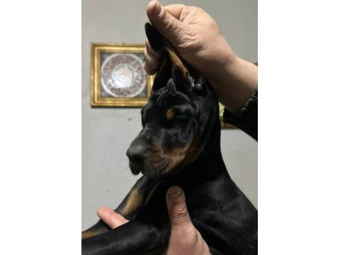 Üst düzey şecereli doberman yavruları