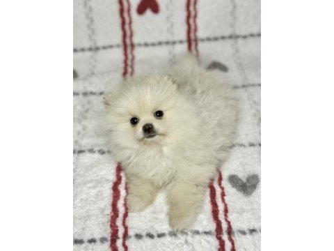 Micro boy ayı surat pomeranian boo